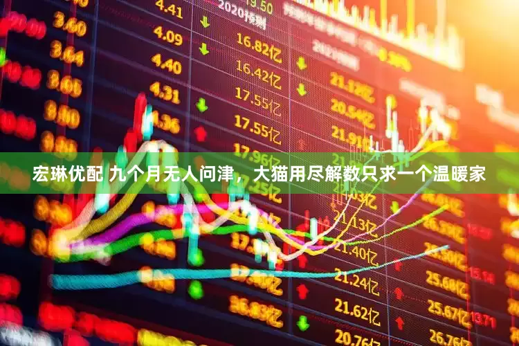 宏琳优配 九个月无人问津，大猫用尽解数只求一个温暖家
