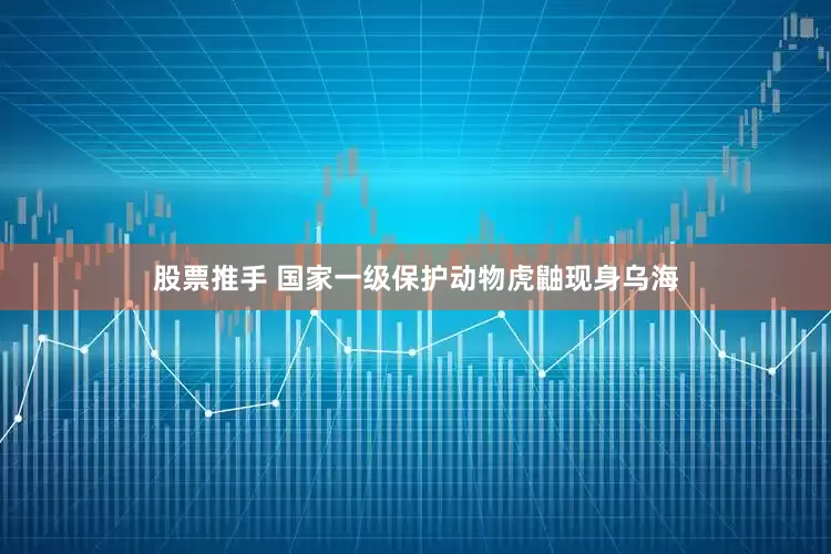 股票推手 国家一级保护动物虎鼬现身乌海